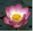 Lotus-Thai-Heilmassage